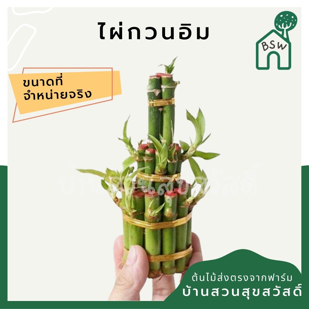 ไผ่กวนอิม 3 ชั้น (Dracaena Sanderiana) ไม้มงคลในกระถางพร้อมตั้ง