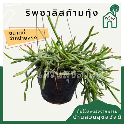 ริพซาลิสก้ามกุ้ง ในกระถาง 4 นิ้ว Rhipsalis
