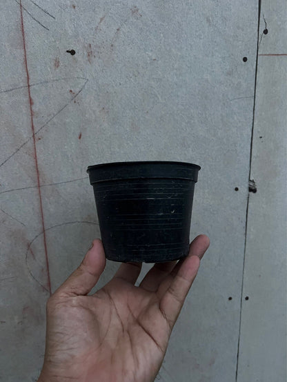 กระถางต้นไม้ กระถางพลาสติกดำ มีหลายขนาด