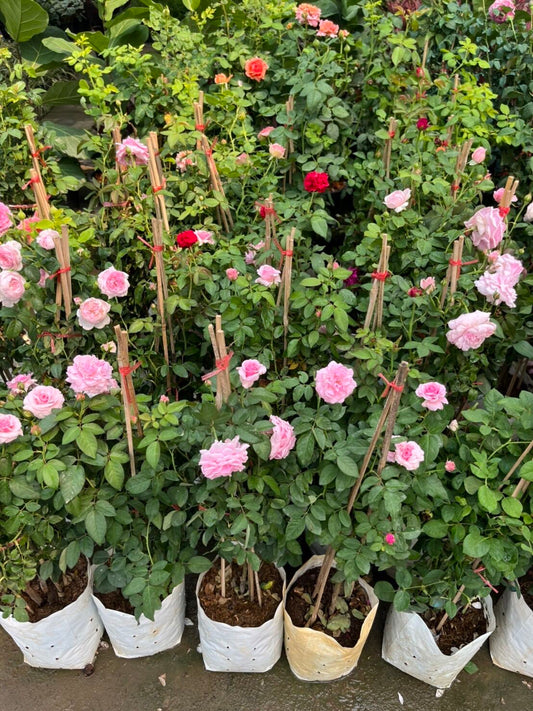 กุหลาบสายพันธุ์บิชอป (Rosa 'Bishop') ไม้ดอกสวยในกระถางพร้อมตั้ง