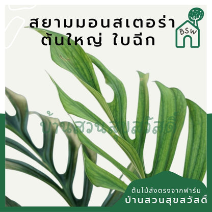 สยามมอนสเตอร่า (Monstera Thai Constellation) ไม้ใบใหญ่ในกระถางพร้อมตั้ง