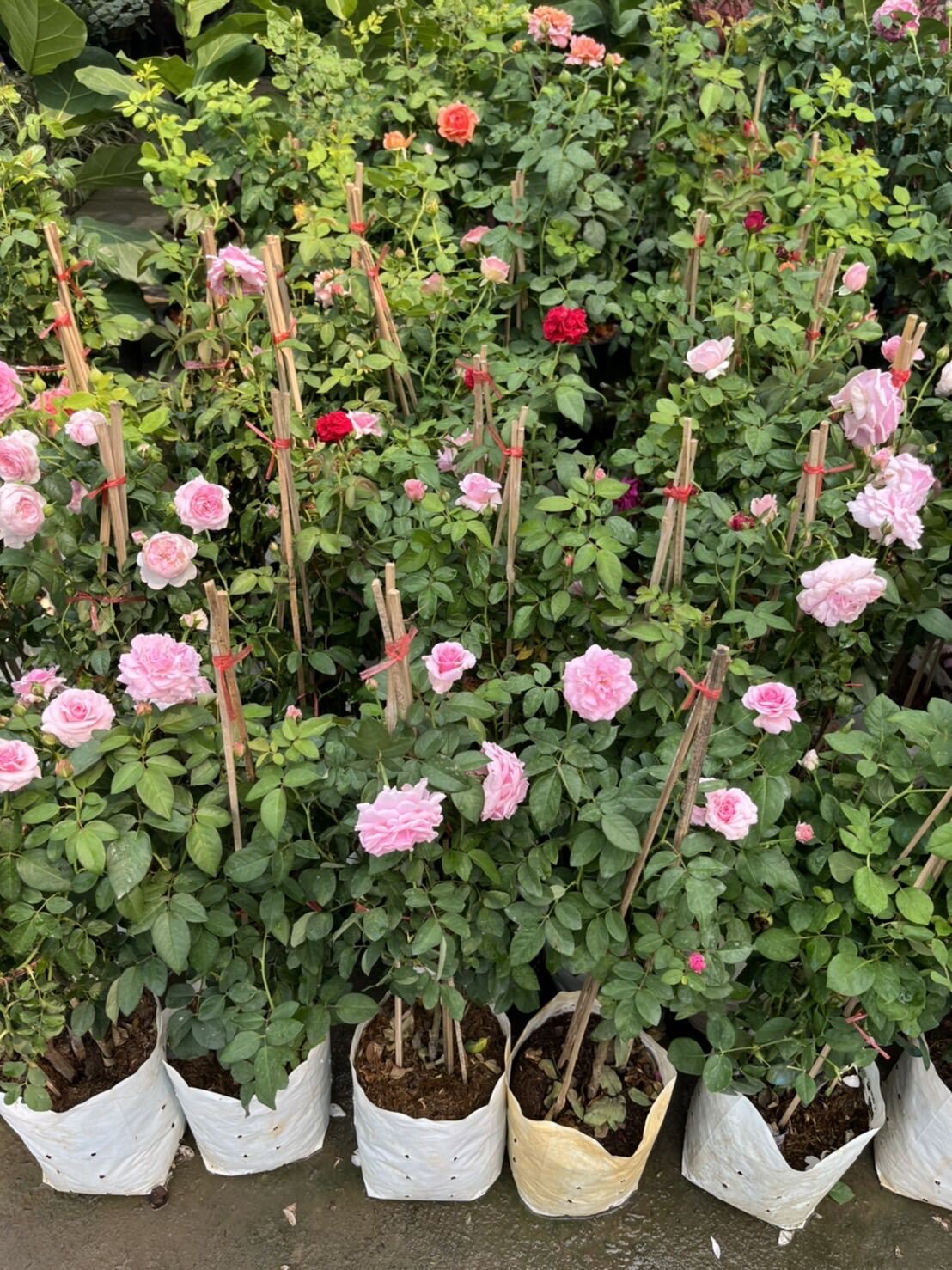กุหลาบสายพันธุ์บิชอป (Rosa 'Bishop') ไม้ดอกสวยในกระถางพร้อมตั้ง