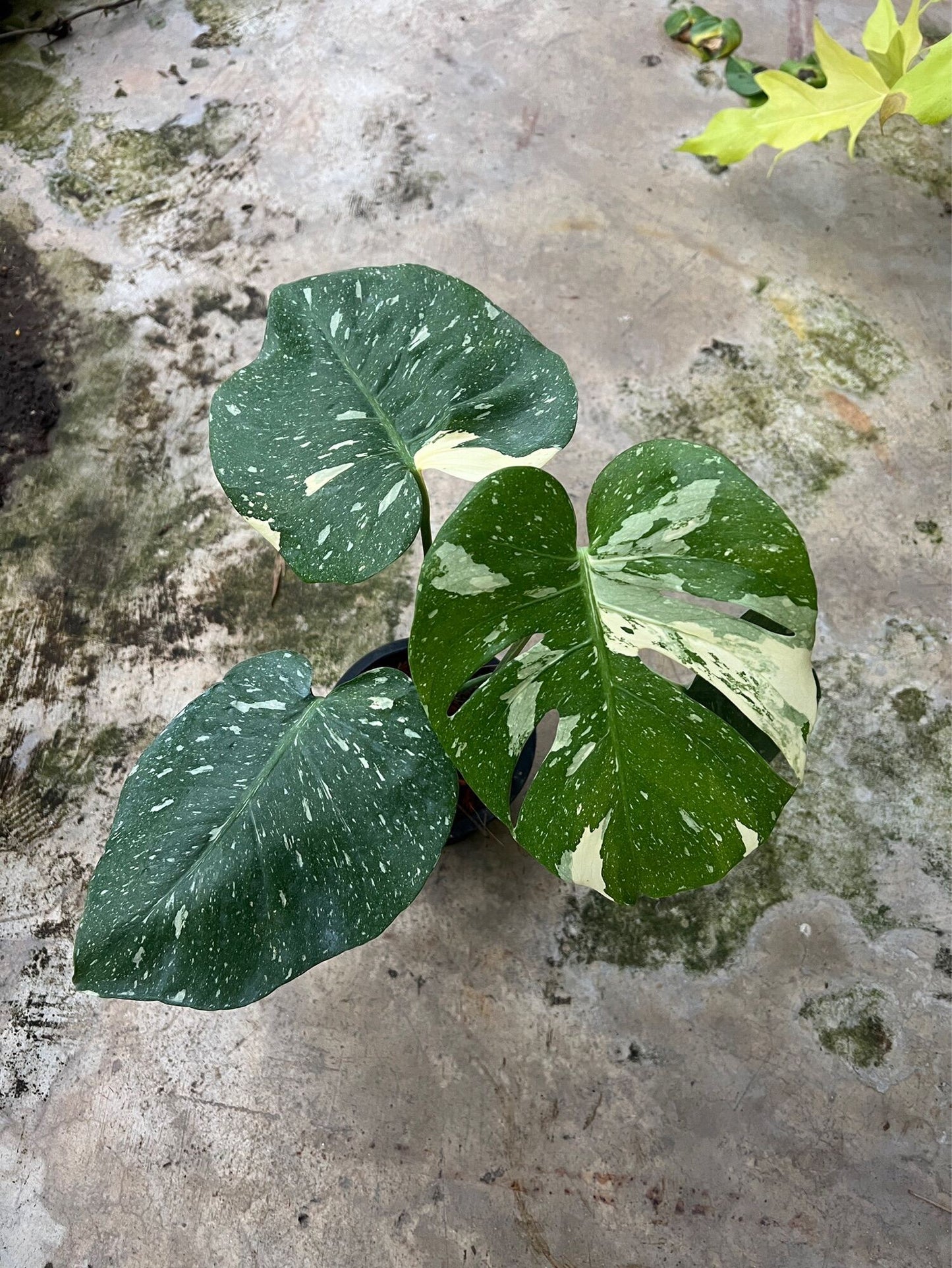 ต้นมอนสเตอร่า ไทยคอนด่าง Monstera Thai Constellation Variegated ใบสวย [เลือกต้นก่อนสั่ง] update 29/12/2564