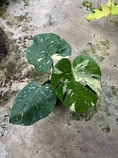 ต้นมอนสเตอร่า ไทยคอนด่าง Monstera Thai Constellation Variegated ใบสวย [เลือกต้นก่อนสั่ง] update 29/12/2564