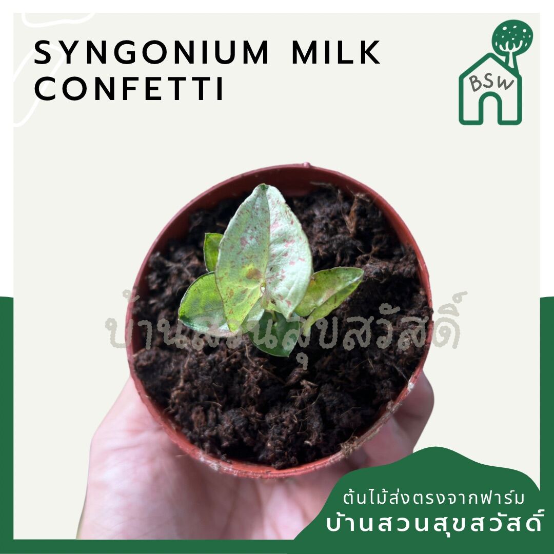 ซิงโกเนียมมิลค์คอนเฟตติ (Syngonium 'Milk Confetti') ไม้ใบสวยในกระถางพร้อมตั้ง
