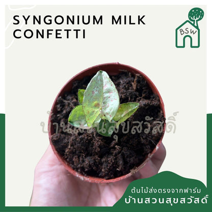 ซิงโกเนียมมิลค์คอนเฟตติ (Syngonium 'Milk Confetti') ไม้ใบสวยในกระถางพร้อมตั้ง