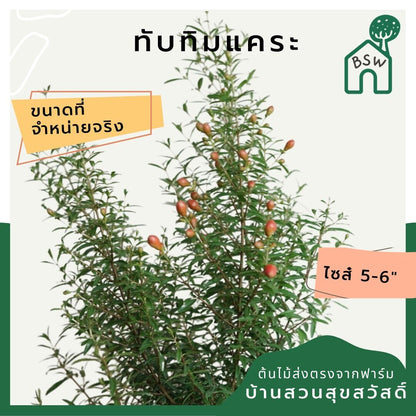 ทับทิมแคระ (Punica Granatum 'Nana') ไม้มงคลในกระถางพร้อมตั้ง