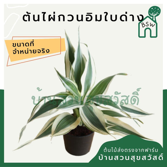 ไผ่กวนอิม (Dracaena Sanderiana) ไม้มงคลเรียกทรัพย์ในกระถาง