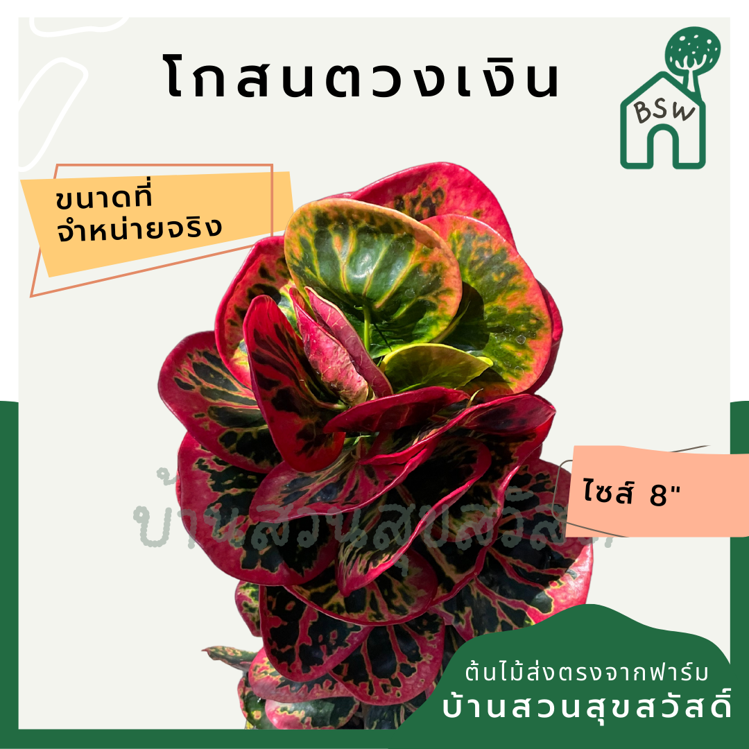 โกสนตวงเงิน ส่งพร้อมกระถาง 8 นิ้ว สีสวยตลอดปี ต้นไม้มงคล ความหมายสี สีกัดสวย