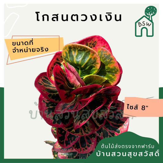 โกสนตวงเงิน ส่งพร้อมกระถาง 8 นิ้ว สีสวยตลอดปี ต้นไม้มงคล ความหมายสี สีกัดสวย