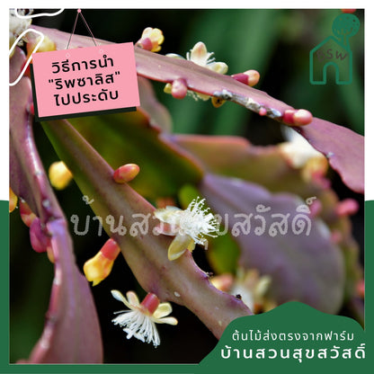 ริพซาลิสสายทับทิม ในกระถาง 4 นิ้ว The Red Rhipsalis