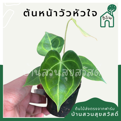 หน้าวัวหัวใจ (Anthurium) ไม้ดอกสวยในกระถาง 3 นิ้ว