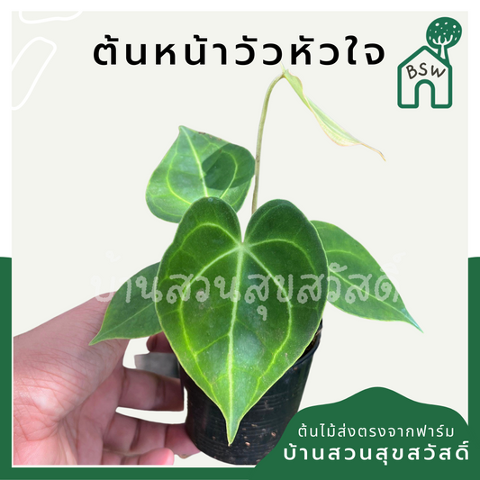 หน้าวัวหัวใจ (Anthurium) ไม้ดอกสวยในกระถาง 3 นิ้ว