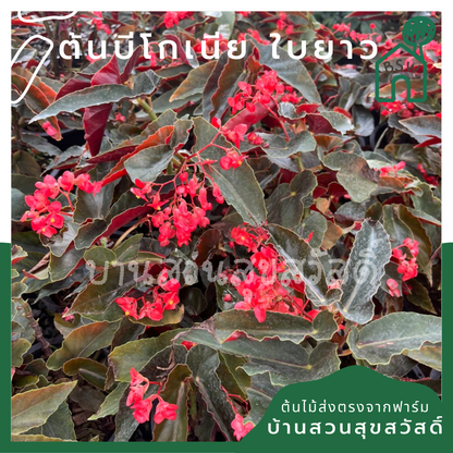 บีโกเนียใบยาว (Begonia 'Longifolia') ไม้ใบสวยในกระถาง 5-6 นิ้ว