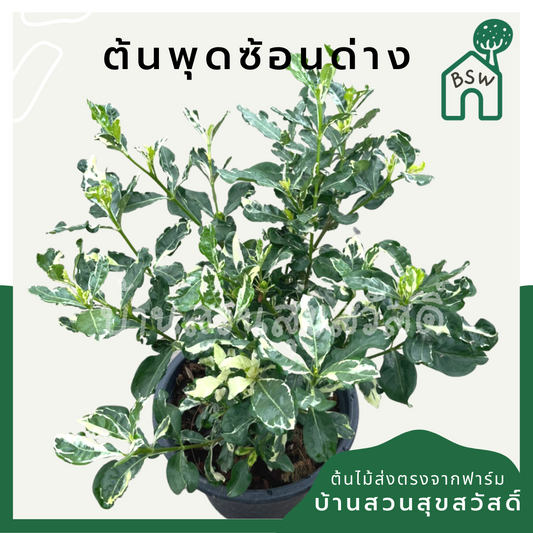 ต้นพุดซ้อนด่าง กระถาง 11 นิ้ว