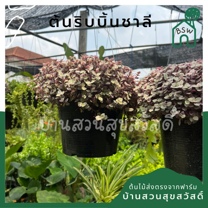 ริบบิ้นชาลี (Callisia Repens) ไม้คลุมดินในกระถาง 8 นิ้ว