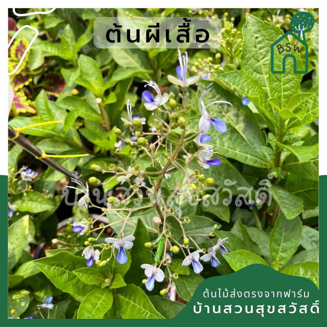 ต้นผีเสื้อ กระถาง 11 นิ้ว ไม้แดด ต้นใหญ่สวยมาก ออกดอกตลอดปี