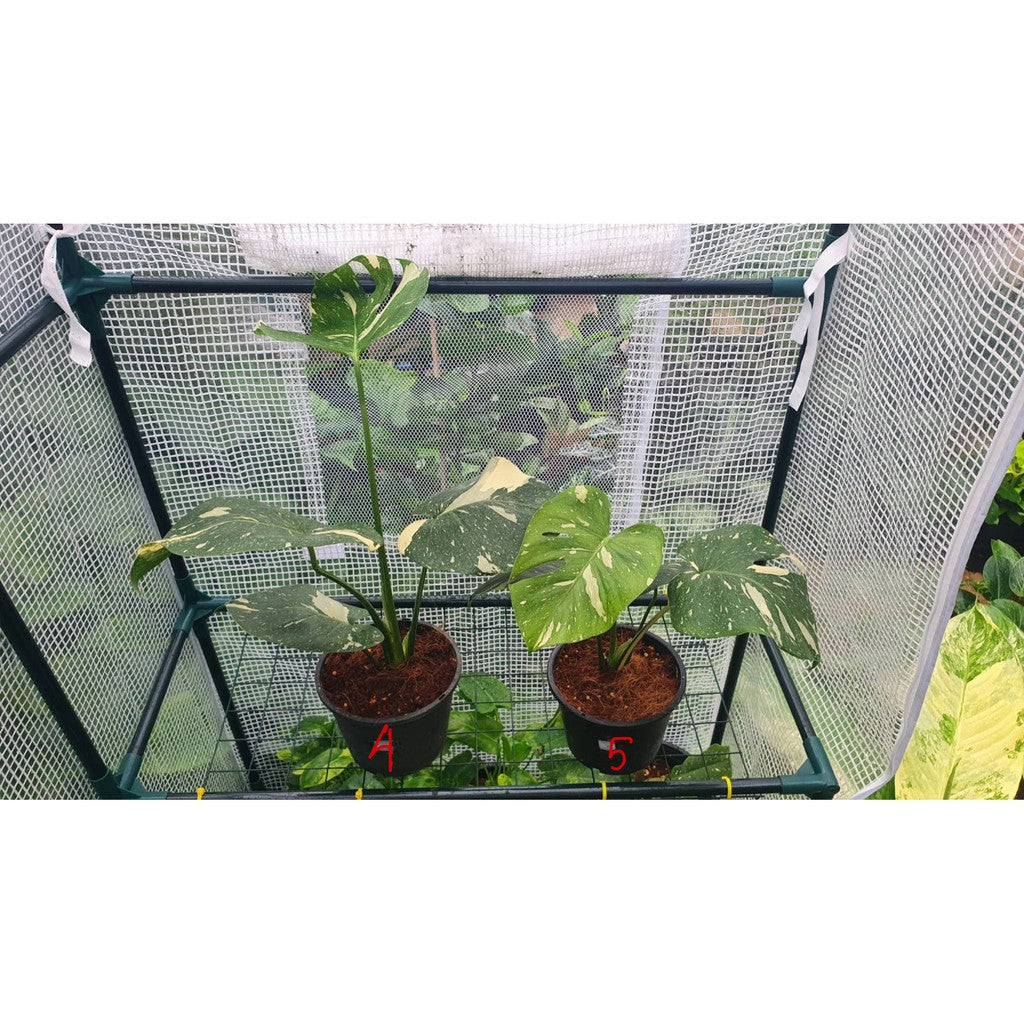 ต้นมอนสเตอร่า ไทยคอนด่าง Monstera Thai Constellation Variegated ใบสวย [เลือกต้นก่อนสั่ง] update 29/12/2564