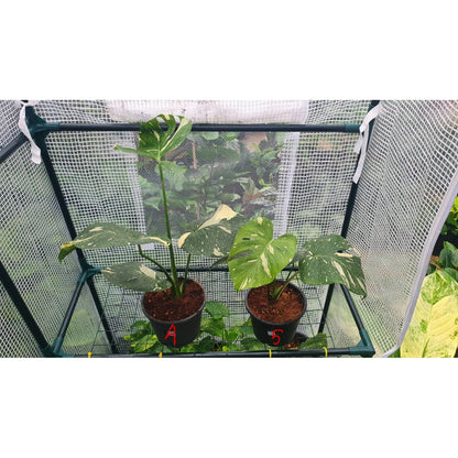 ต้นมอนสเตอร่า ไทยคอนด่าง Monstera Thai Constellation Variegated ใบสวย [เลือกต้นก่อนสั่ง] update 29/12/2564