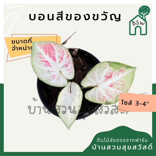 บอนสีของขวัญ (Caladium) ไม้มงคลในกระถางพร้อมตั้ง