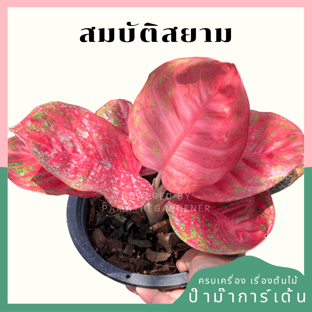 อโกลนีม่าหลักชัย (Sombatsiam)