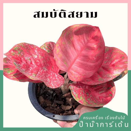 อโกลนีม่าหลักชัย (Sombatsiam)