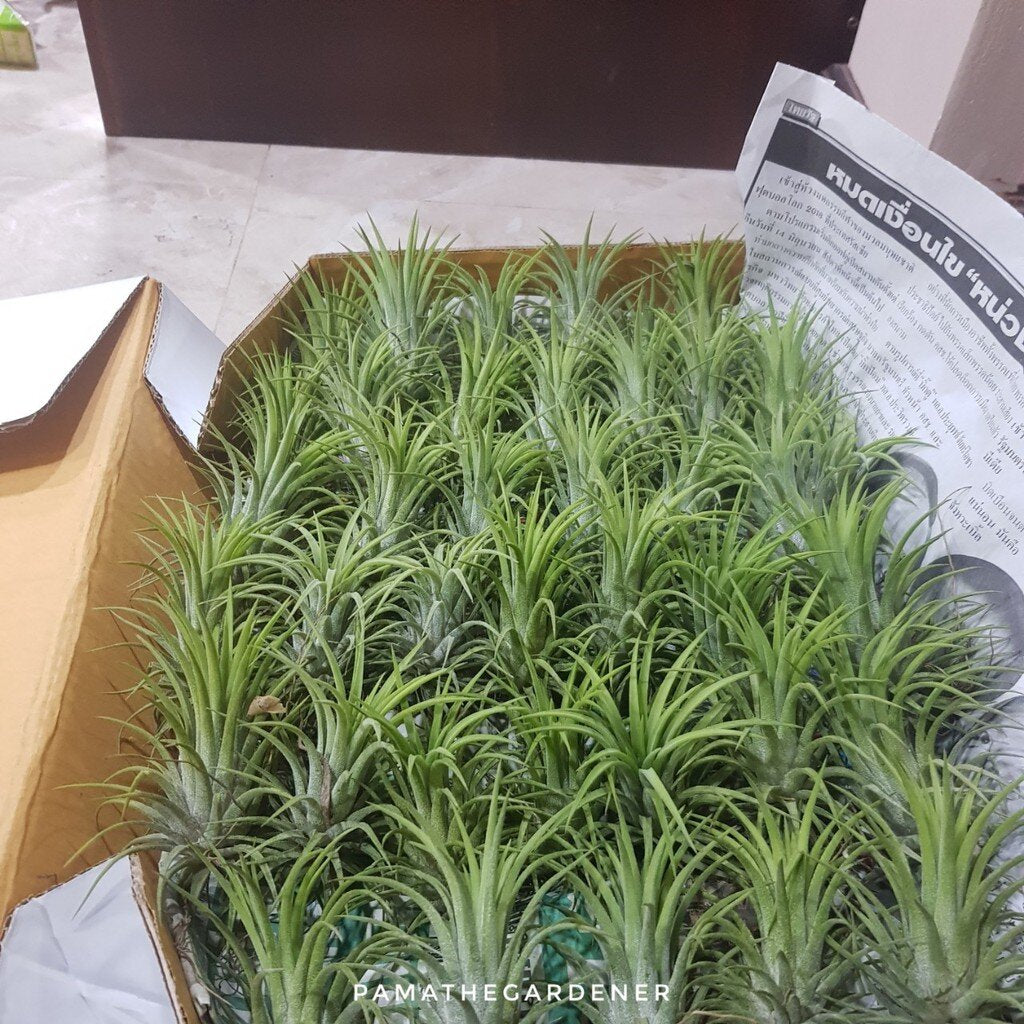 ทิลแลนเซีย (Tillandsia) ไม้ประดับในกระถางพร้อมตั้ง