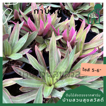 กาบหอย (Tradescantia Spathacea) ไม้ประดับสีสวยในกระถาง 5-6 นิ้ว