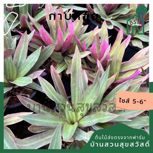กาบหอย (Tradescantia Spathacea) ไม้ประดับสีสวยในกระถาง 5-6 นิ้ว