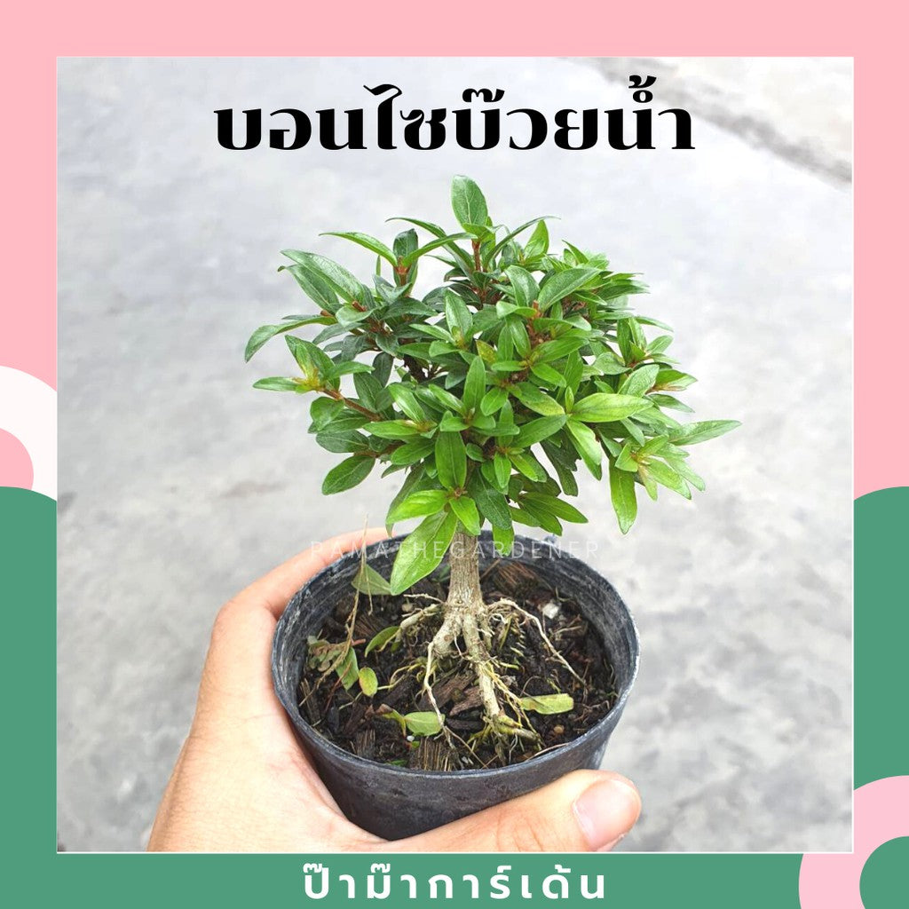 บอนไซ พร้อมกระถาง 3นิ้ว มีหลายสายพันธุ์