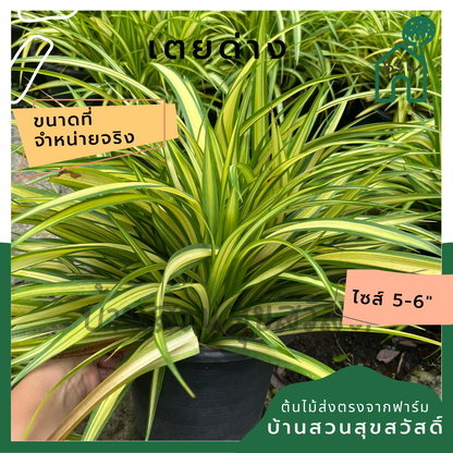 เตยด่าง (Pandanus Veitchii) ไม้จัดสวนในกระถาง 5-6 นิ้ว