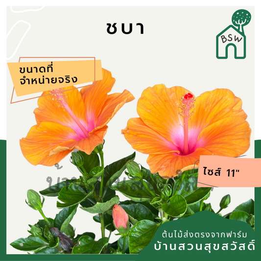 ต้นชบาดอกส้ม | Hibiscus สีส้มสดใส | ไม้ประดับจัดสวน | พร้อมกระถาง 11 นิ้ว
