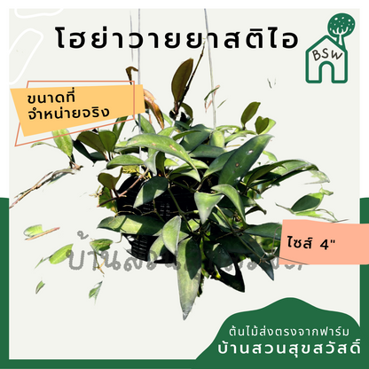 โฮย่าวายยาสติไอ (Hoya Wayetii) ไม้แขวนในกระถาง 4 นิ้ว