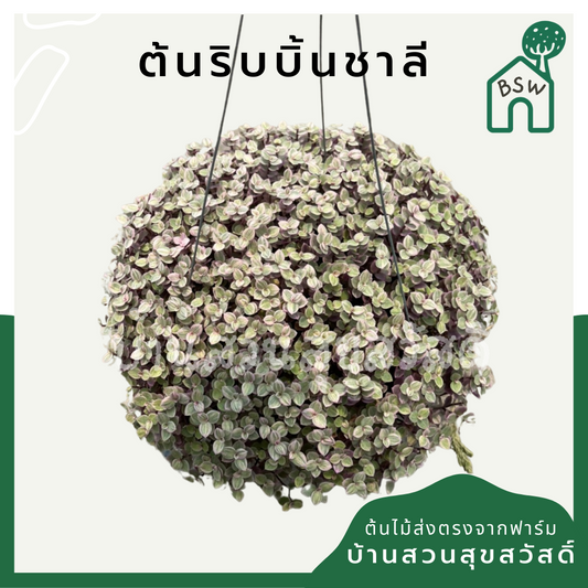 ริบบิ้นชาลี (Callisia Repens) ไม้คลุมดินในกระถาง 8 นิ้ว