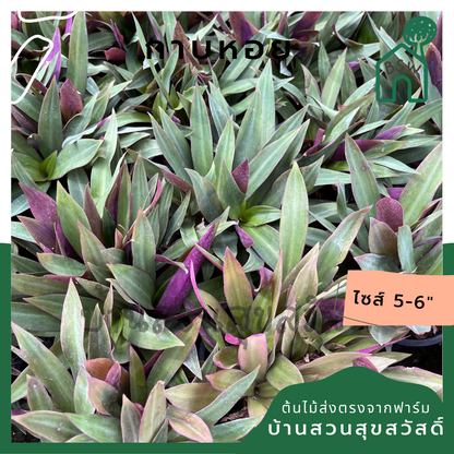 กาบหอย (Tradescantia Spathacea) ไม้ประดับสีสวยในกระถาง 5-6 นิ้ว