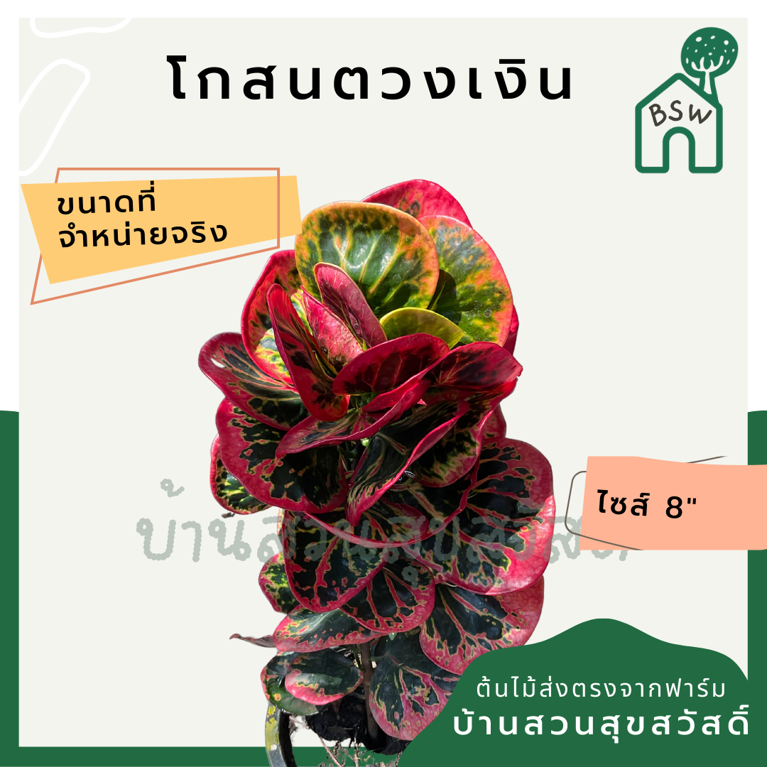 โกสนตวงเงิน ส่งพร้อมกระถาง 8 นิ้ว สีสวยตลอดปี ต้นไม้มงคล ความหมายสี สีกัดสวย