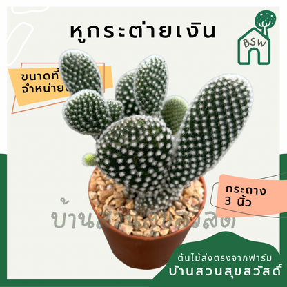 แคคตัสหูกระต่ายเงิน (Opuntia Microdasys) กระบองเพชรในกระถางพร้อมตั้ง