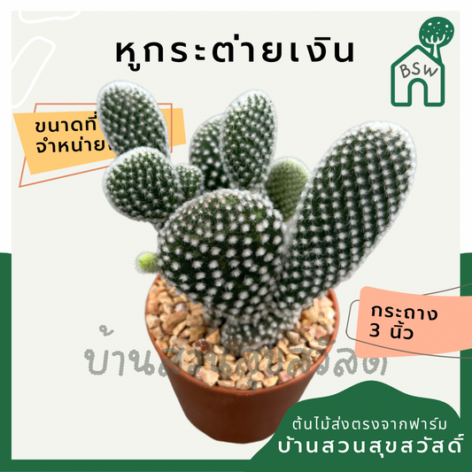 แคคตัสหูกระต่ายเงิน (Opuntia Microdasys) กระบองเพชรในกระถางพร้อมตั้ง