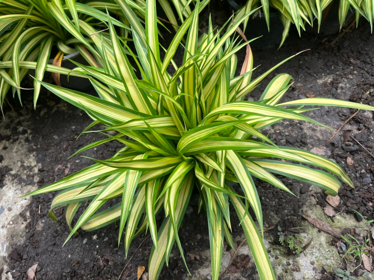 เตยด่าง (Pandanus Veitchii) ไม้ใบสวยในกระถางพร้อมตั้ง