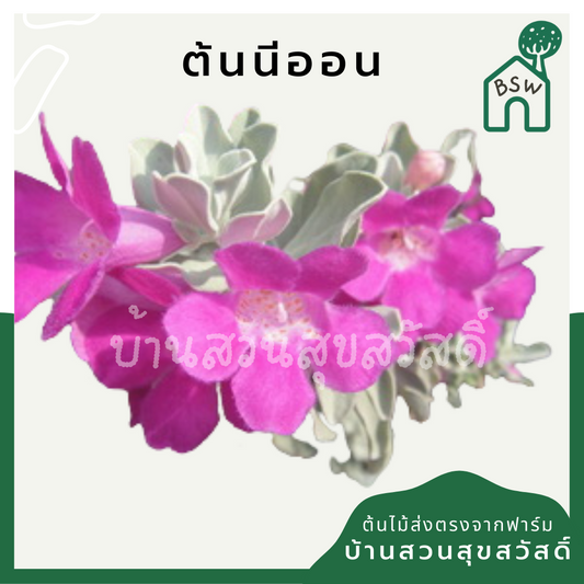 นีออน (Plectranthus Argentatus) ไม้ใบกำมะหยี่ในกระถาง 11 นิ้ว