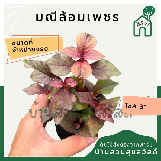 ต้นมณีล้อมเพชร แดงชาลี ในกระถาง 3 นิ้ว ต้นไม้มงคล มาในกระถางพร้อมตั้ง มณีล้อมเพชร