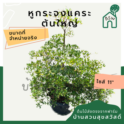 หูกระจงแคระ (Ficus Benjamina 'Compacta') ไม้ทรงสวยในกระถาง 11 นิ้ว