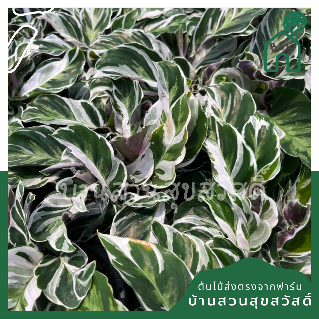 ต้นคล้า ราชภัฎ ส่งพร้อมกระถาง 5-6 นิ้ว ลายสวยหายาก