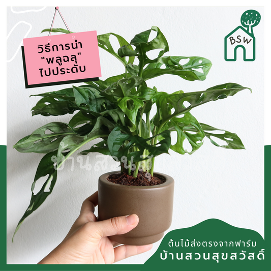 พลูฉลุ (Monstera Adansonii) ไม้ฟอกอากาศรูปร่างสวยในกระถางพร้อมตั้ง