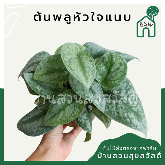 พลูหัวใจแนบซิลเวอร์ (Silver Pothos) ไม้ใบสวยฟอกอากาศในกระถางพร้อมตั้ง