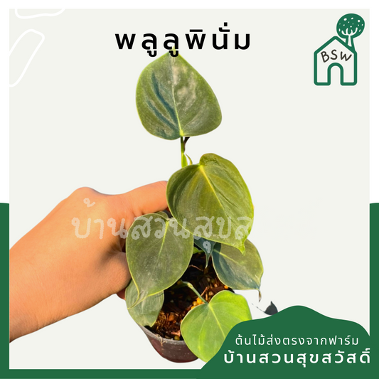 พลูลูพินั่ม (Philodendron Lupinum) ไม้ใบสวยในกระถางพร้อมตั้ง