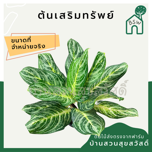 เสริมทรัพย์ (Aglaonema 'Serm Sap') ไม้มงคลในกระถาง 11 นิ้ว