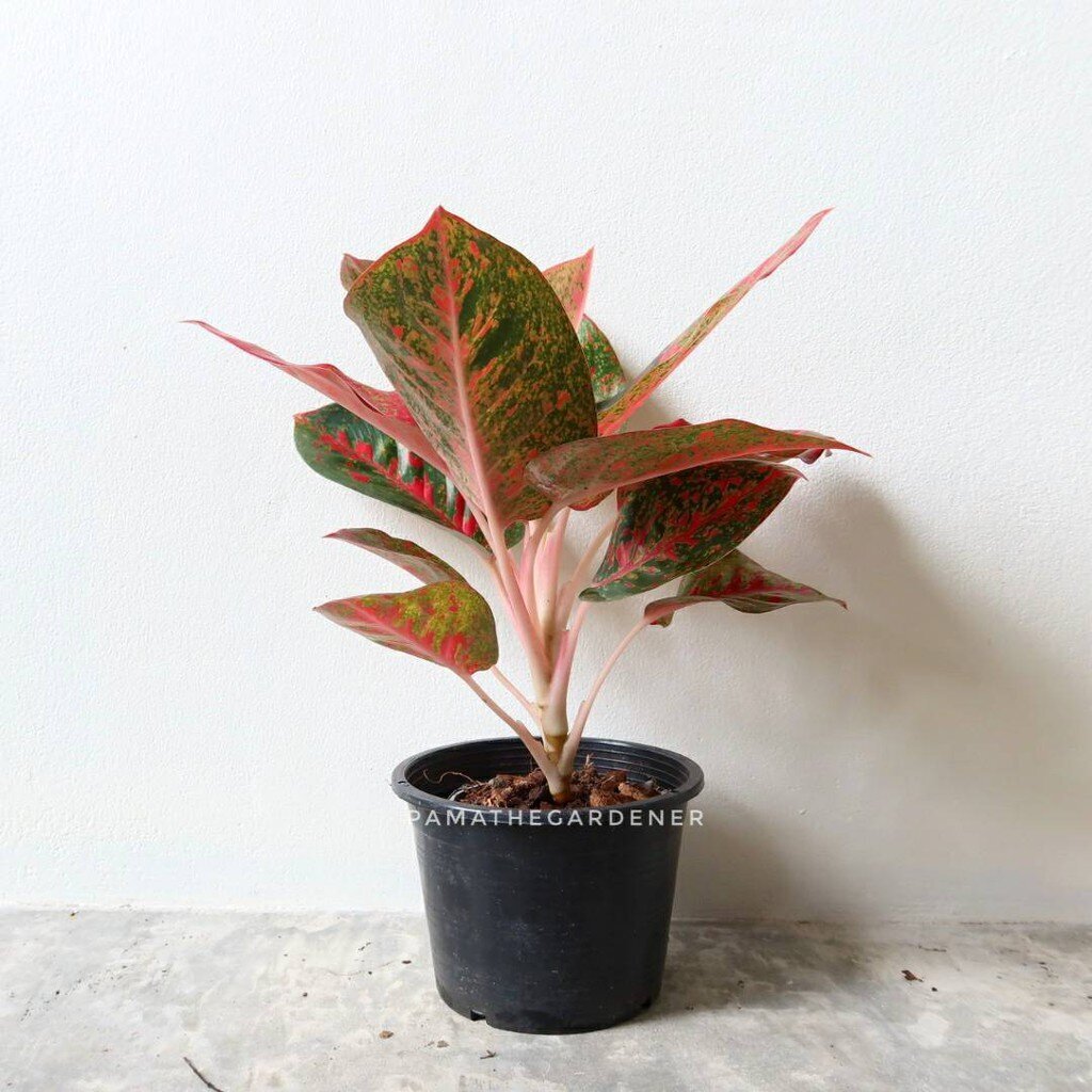 ต้นทรัพย์มงคล อโกลนีมา เลี้ยงในบ้านได้ ใบสีสดสวย (ลอตใหม่ กระถาง 4 - 8 นิ้ว)