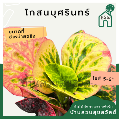 โกสนบุศรินทร์ กระถาง 5-6 นิ้ว ต้นโกสน เป็นไม้แดด ไม้ด่างสวย ใบสีสันสดใส