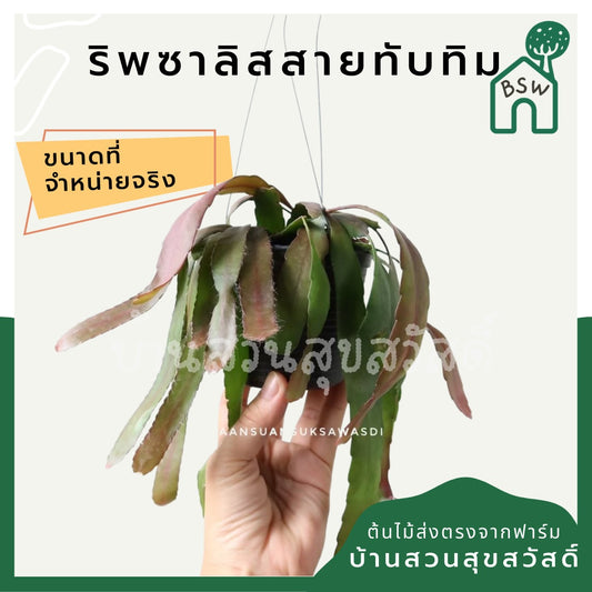 ริพซาลิสสายทับทิม ในกระถาง 4 นิ้ว The Red Rhipsalis